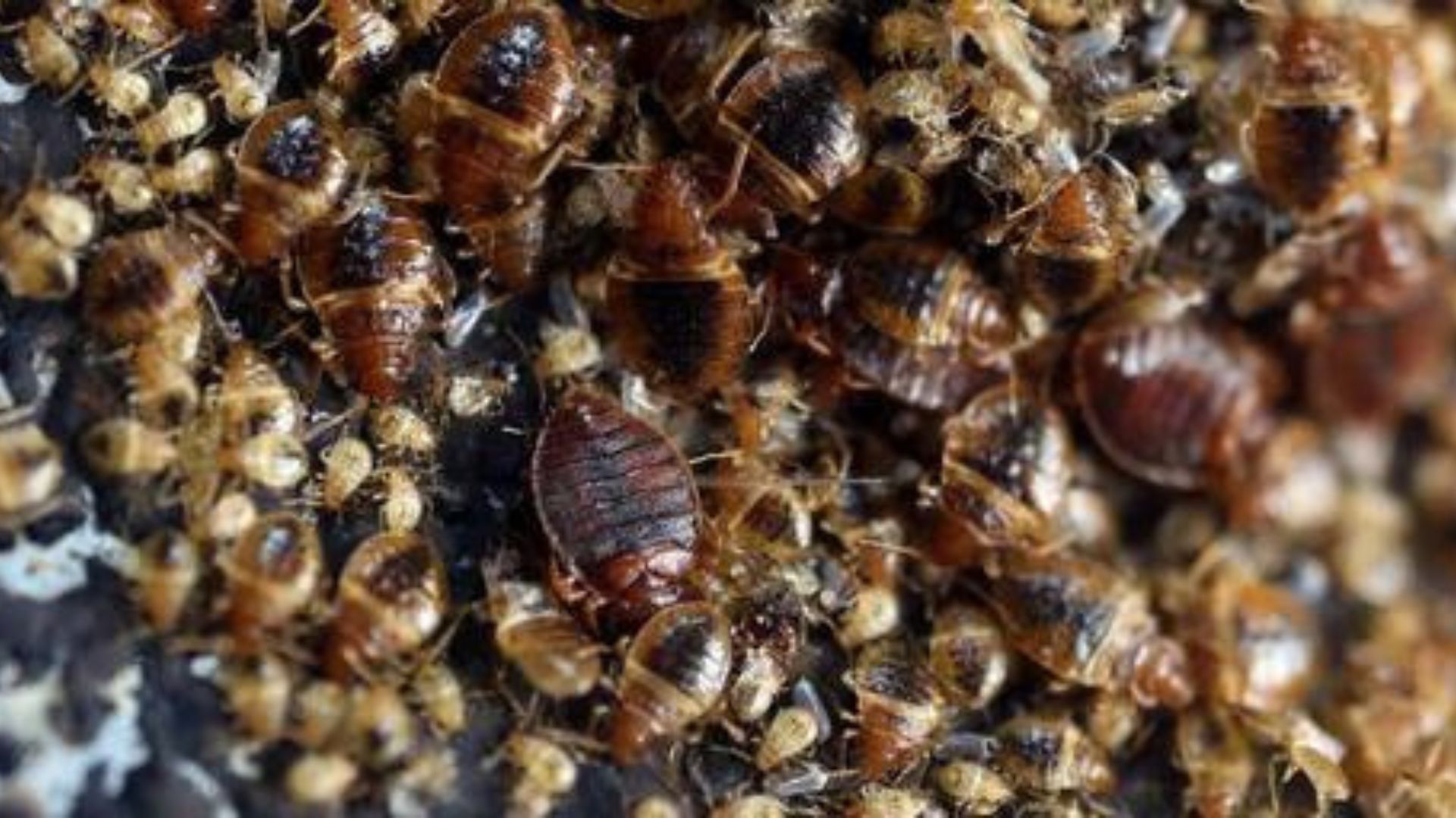 Detectar una infestación de chinches: Señales clave - Eliminación de ...