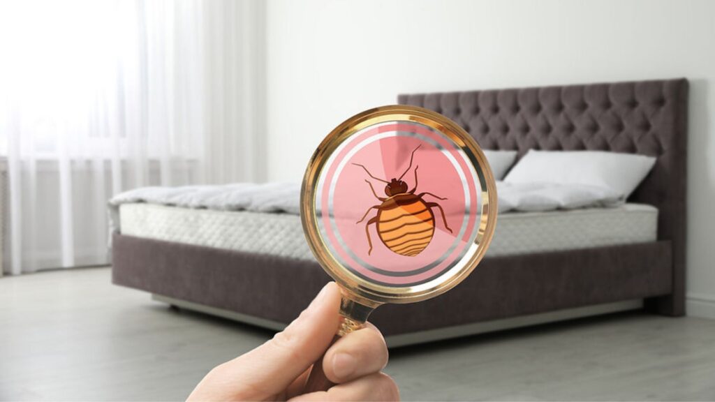 ¿Qué hacer si encuentras chinches en un Airbnb o alojamiento de alquiler?