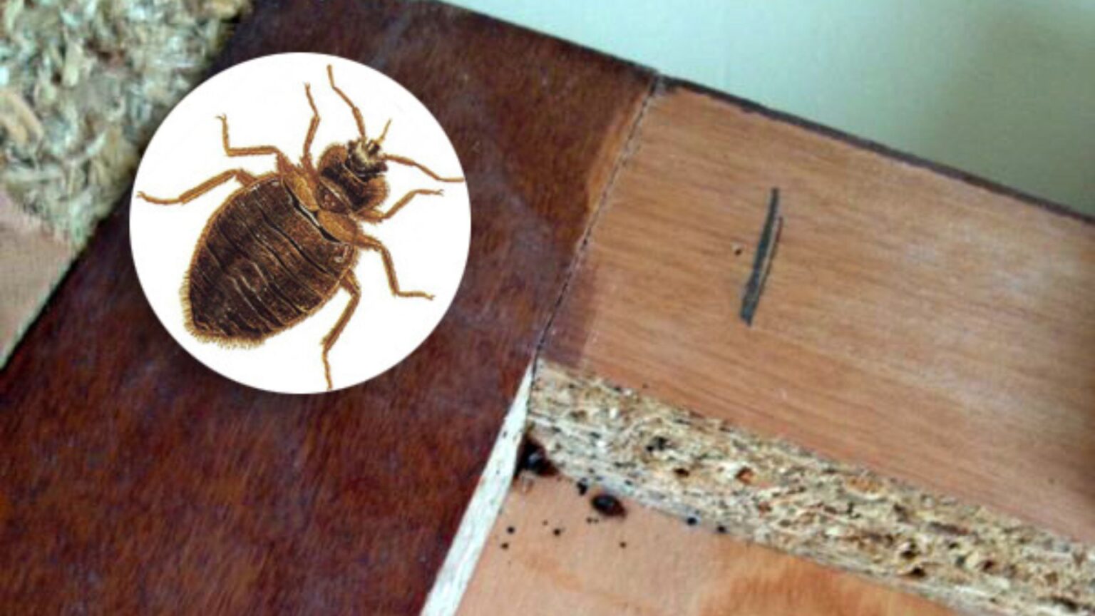 Chinches en muebles de madera: Tratamiento sin dañar - Eliminación de ...